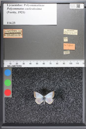 Media type: image;   Entomology 55154